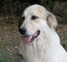 HOLLY, Hund, Deutscher Schäferhund-Mix in Griechenland - Bild 3
