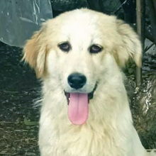 HOLLY, Hund, Deutscher Schäferhund-Mix in Griechenland - Bild 4