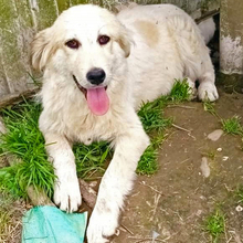HOLLY, Hund, Deutscher Schäferhund-Mix in Griechenland - Bild 5