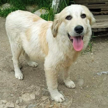 HOLLY, Hund, Deutscher Schäferhund-Mix in Griechenland - Bild 6