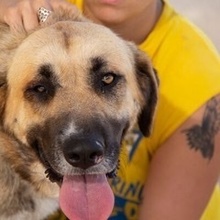 TUNDRA, Hund, Pyrenäenberghund in Spanien - Bild 1