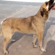 TUNDRA, Hund, Pyrenäenberghund in Spanien - Bild 2