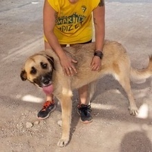TUNDRA, Hund, Pyrenäenberghund in Spanien - Bild 4