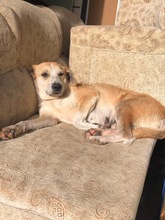 MILA, Hund, Mischlingshund in Bulgarien - Bild 11