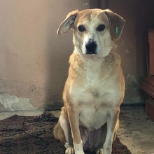 MILA, Hund, Mischlingshund in Bulgarien - Bild 16