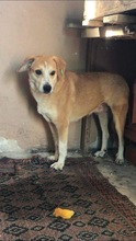 MILA, Hund, Mischlingshund in Bulgarien - Bild 17