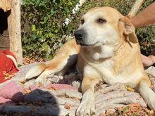 MILA, Hund, Mischlingshund in Bulgarien - Bild 3
