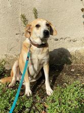 MILA, Hund, Mischlingshund in Bulgarien - Bild 6