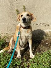MILA, Hund, Mischlingshund in Bulgarien - Bild 7