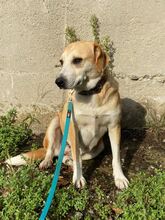 MILA, Hund, Mischlingshund in Bulgarien - Bild 8