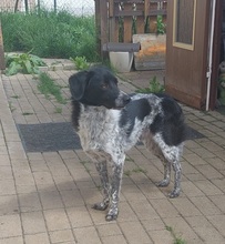 COLIN, Hund, Mischlingshund in Wallerstein - Bild 1