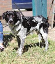 COLIN, Hund, Mischlingshund in Wallerstein - Bild 11
