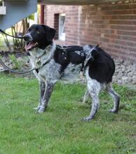 COLIN, Hund, Mischlingshund in Wallerstein - Bild 12