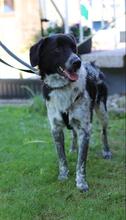 COLIN, Hund, Mischlingshund in Wallerstein - Bild 13