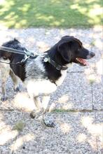 COLIN, Hund, Mischlingshund in Wallerstein - Bild 14