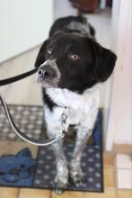 COLIN, Hund, Mischlingshund in Wallerstein - Bild 15