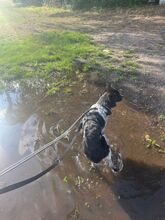 COLIN, Hund, Mischlingshund in Wallerstein - Bild 16