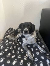 COLIN, Hund, Mischlingshund in Wallerstein - Bild 19