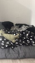 COLIN, Hund, Mischlingshund in Wallerstein - Bild 20