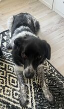 COLIN, Hund, Mischlingshund in Wallerstein - Bild 21