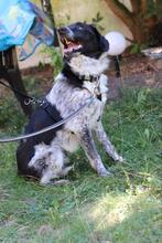 COLIN, Hund, Mischlingshund in Wallerstein - Bild 22