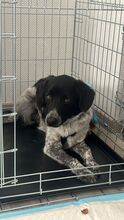 COLIN, Hund, Mischlingshund in Wallerstein - Bild 26