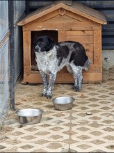 COLIN, Hund, Mischlingshund in Wallerstein - Bild 27