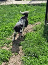 COLIN, Hund, Mischlingshund in Wallerstein - Bild 30