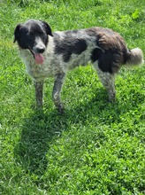 COLIN, Hund, Mischlingshund in Wallerstein - Bild 32