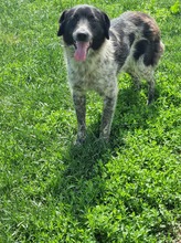 COLIN, Hund, Mischlingshund in Wallerstein - Bild 33