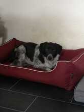 COLIN, Hund, Mischlingshund in Wallerstein - Bild 7