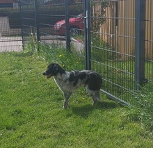 COLIN, Hund, Mischlingshund in Wallerstein - Bild 8