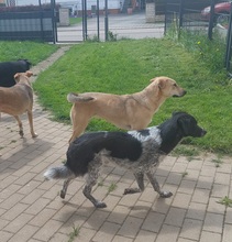 COLIN, Hund, Mischlingshund in Wallerstein - Bild 9