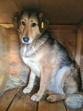 KARIA, Hund, Mischlingshund in Rumänien - Bild 4