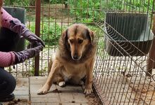 KARIA, Hund, Mischlingshund in Rumänien - Bild 6