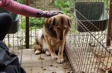 KARIA, Hund, Mischlingshund in Rumänien - Bild 7