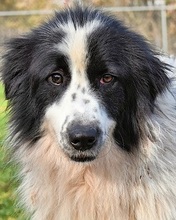 NADETTE, Hund, Mischlingshund in Italien - Bild 2