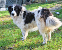 NADETTE, Hund, Mischlingshund in Italien - Bild 4