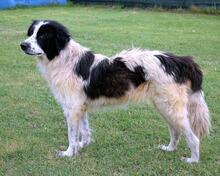 NADETTE, Hund, Mischlingshund in Italien - Bild 8