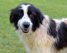 NADETTE, Hund, Mischlingshund in Italien - Bild 9