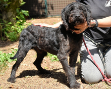 RUFINO, Hund, Mischlingshund in Italien - Bild 1