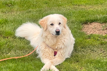 PAX, Hund, Maremmano-Mix in Italien - Bild 1