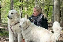 PAX, Hund, Maremmano-Mix in Italien - Bild 10