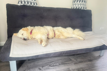 PAX, Hund, Maremmano-Mix in Italien - Bild 11