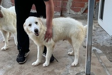 PAX, Hund, Maremmano-Mix in Italien - Bild 17