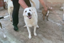 PAX, Hund, Maremmano-Mix in Italien - Bild 18
