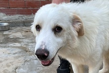 PAX, Hund, Maremmano-Mix in Italien - Bild 19