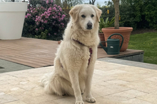 PAX, Hund, Maremmano-Mix in Italien - Bild 2