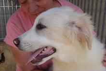 PAX, Hund, Maremmano-Mix in Italien - Bild 24