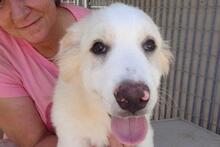 PAX, Hund, Maremmano-Mix in Italien - Bild 25